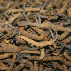 Cordyceps