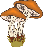 Mushroom Fungus