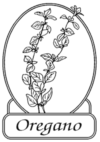 Oregano (Origanum sp.)