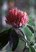 Red Clover