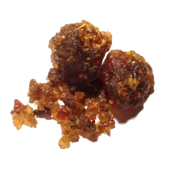 Guggul (Commiphora-wightii) from Wikipedia