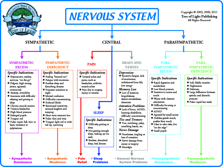 Nervous System Chart Functions