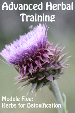 Herbs for Detoxification