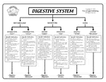 Digestive System Chart