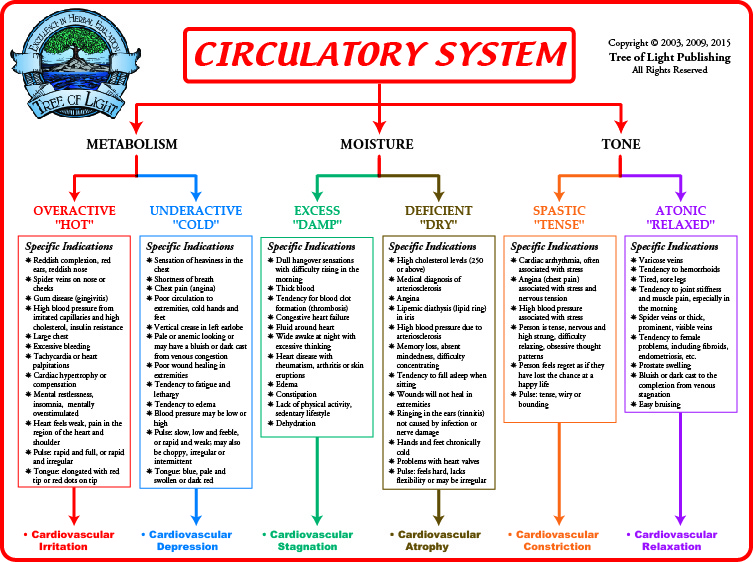 Circulatory System Flow Chart