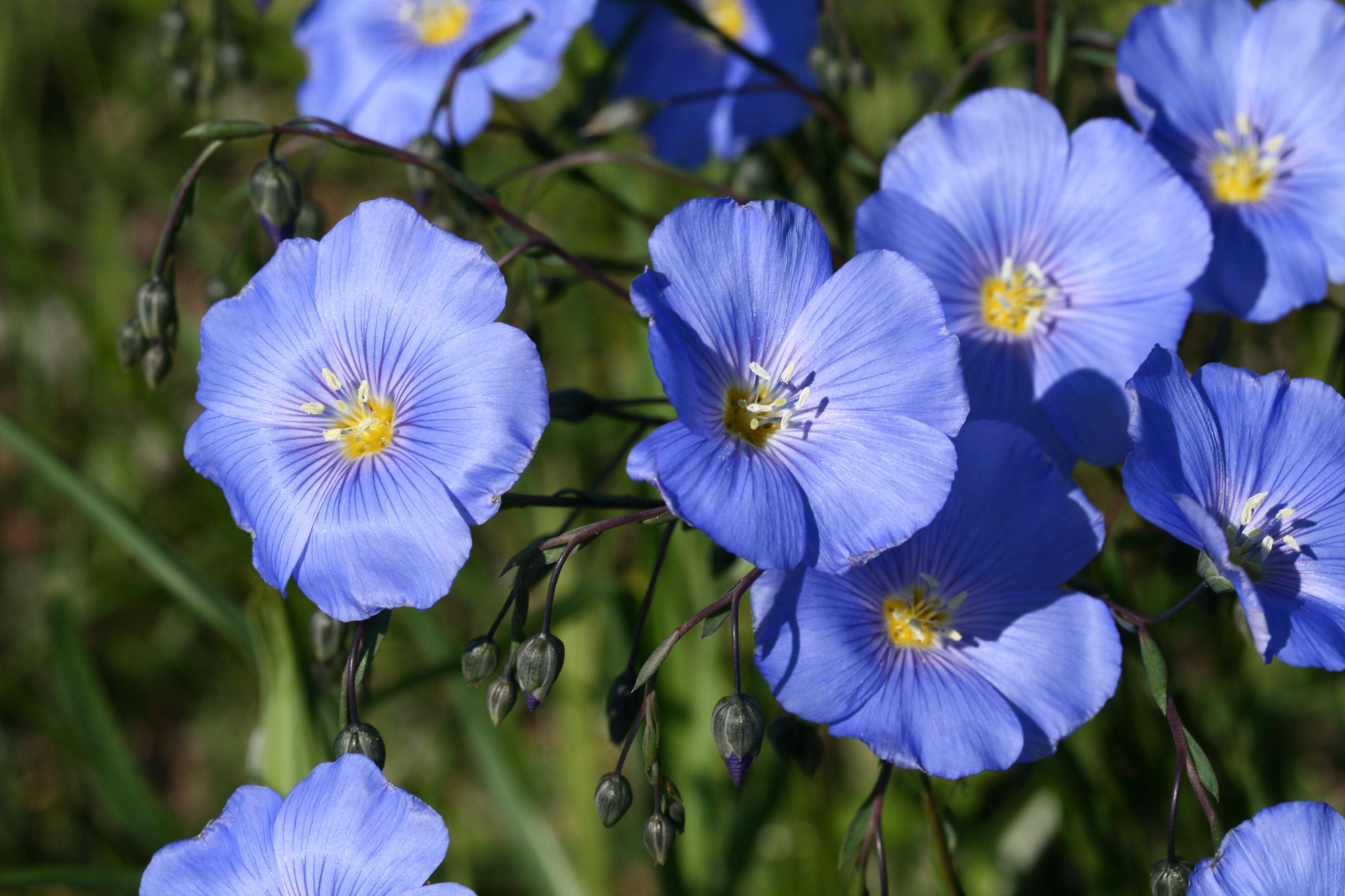 flax seed linum usitatissimum