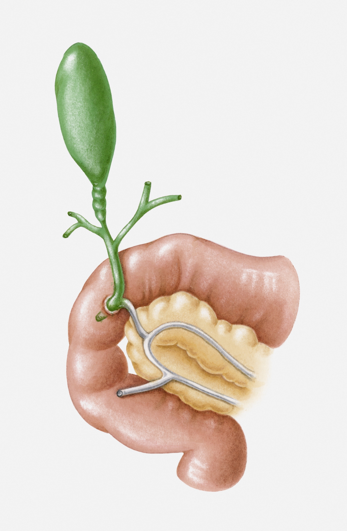 gallbladder.jpg